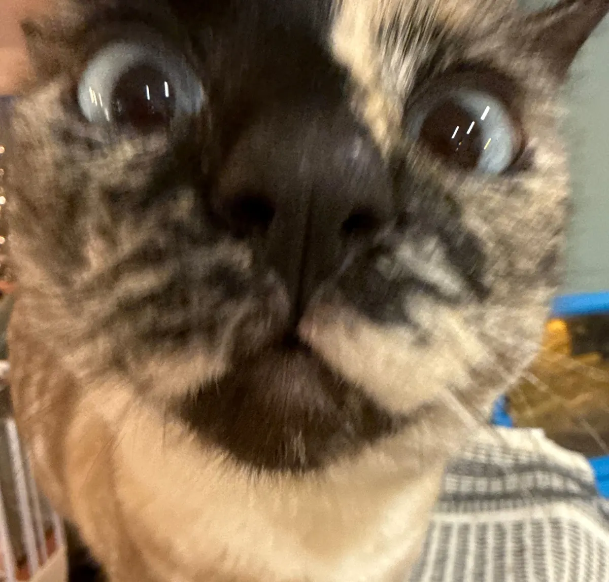 An extreme close-up of Charlotte’s nose and eyes